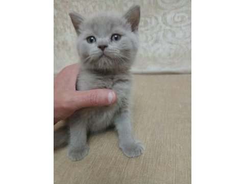 50 günlük british shorthair yavrular