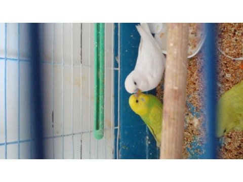 Cins çift yumurtalı muhabbet kuşu