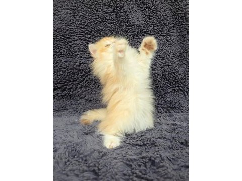 Güzel british longhair kızım yeni evini arıyor