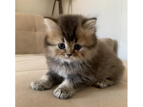 British longhair gold nadir renklerden