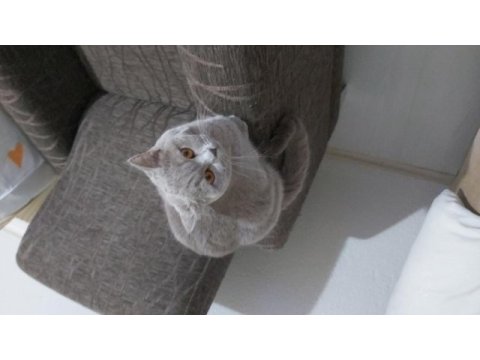 Sahiplendirme british shorthair