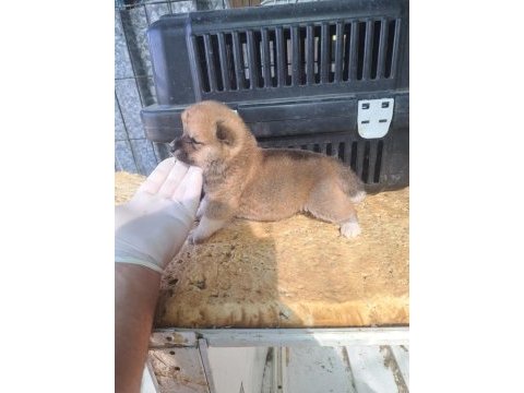 Akita inu yavru 3 aylık yavru köpekler