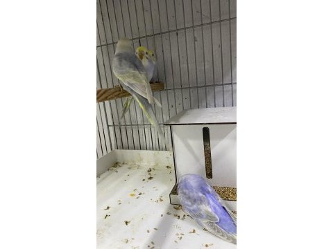 Rainbow muhabbet kuşu yavrular