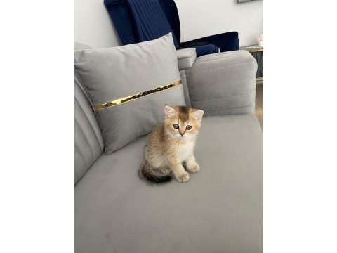 2 aylık british shorthair yavrularımız