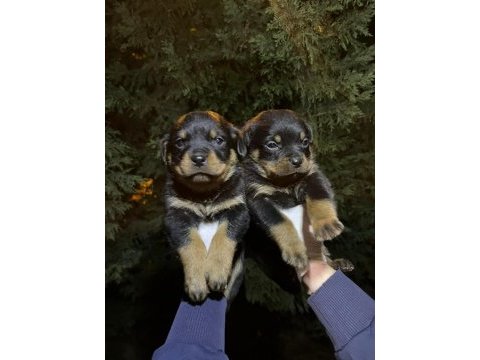 Koca kafa rottweiler yavrular