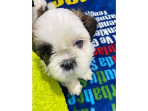 Yavru orjinal shih tzu