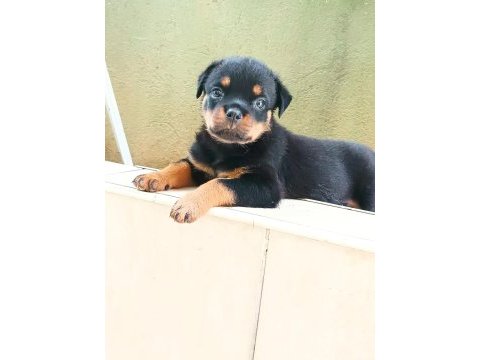 Rottweiler
