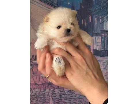 Güzel kızımın muhteşem pomeranian bebekleri