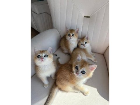 Yasal ruhsatlı çifttlikden golden british shorthair
