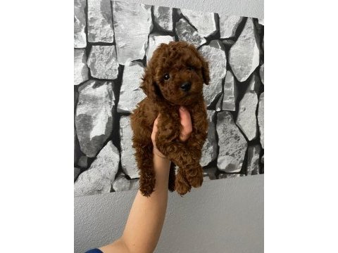 Evde bakılan sağlık ve ırk garantili poodle bebek