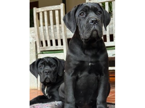 Evinizin yeni üyesi cane corso kapıda ödeme vardır