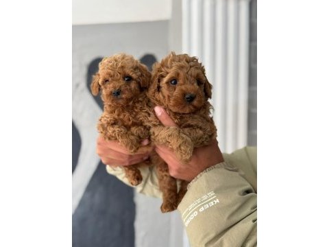 Poodle bebekler