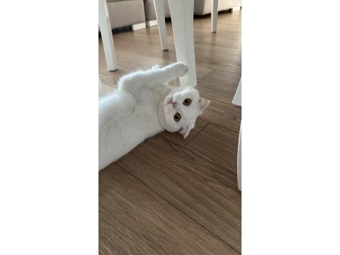 Scottish fold kızımı ücretsiz sahiplendirmek istiyoruz