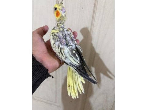 39 günlük sultan papağanı bebek