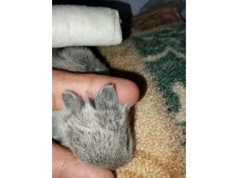 Netherland dwarf hollanda cücesi tavşan