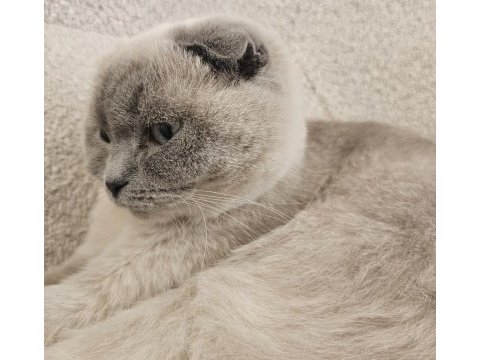 Dişi kısır scottish fold