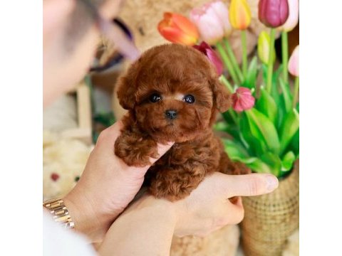 Kapıda ödemeli toy poodle bebeklerim