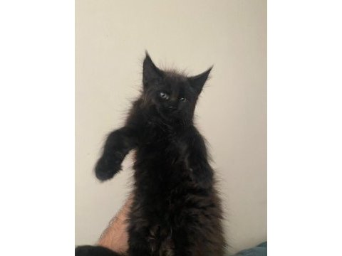 Maine coon yavru