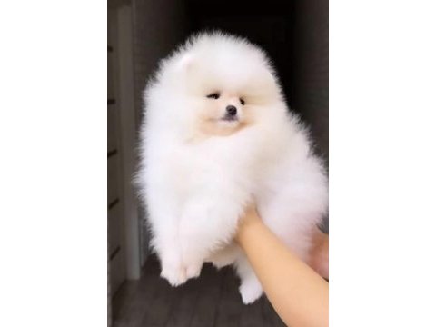 Pomeranian yavrular