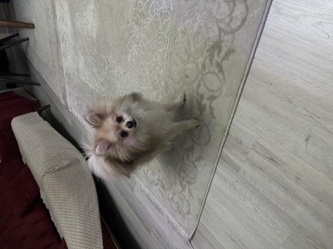 1.5 yaşında pomeranian acil