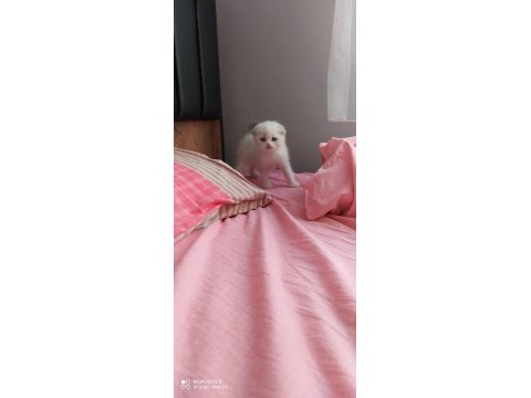 Scottish fold