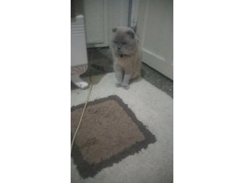 Blue point erkek british shorthair (ayı surat)