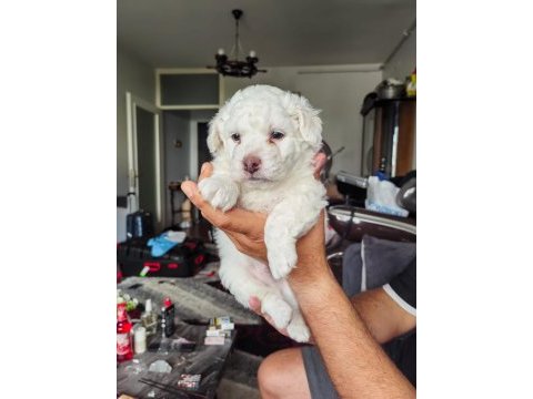 Maltese terrier yavrular a kalite