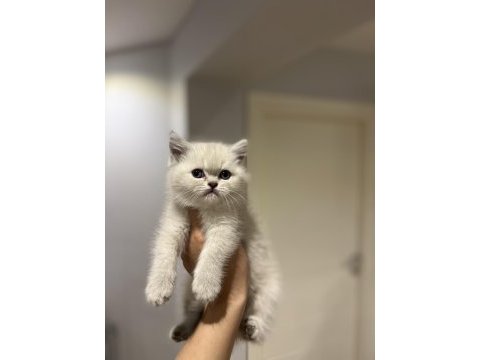 Evinizin neşesi brıtısh shorthair yavrular