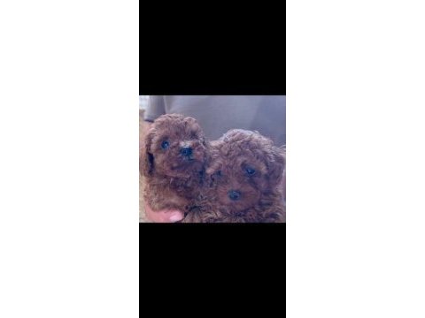 Toy poodle yavrular