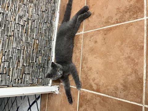 British shorthair 4 aylık