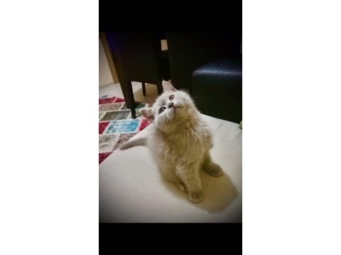 18 nisan doğumlu british shorthair