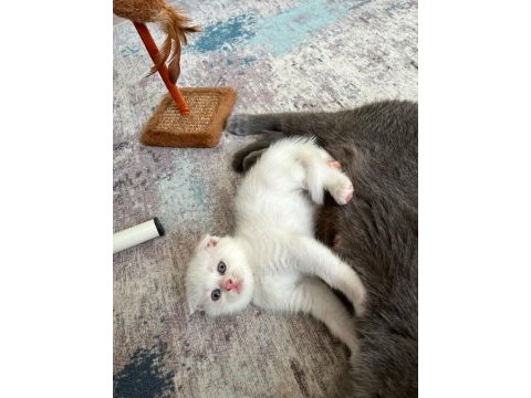 Minik scottish fold mutluluklar