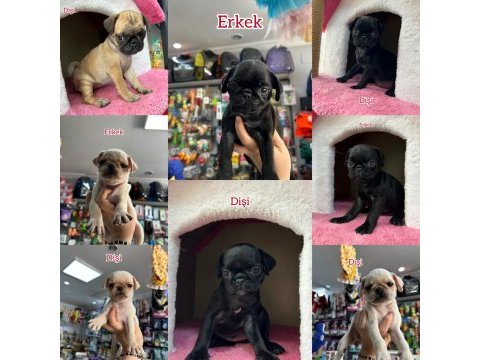 Beyaz siyah ve krem renk pug yavrular