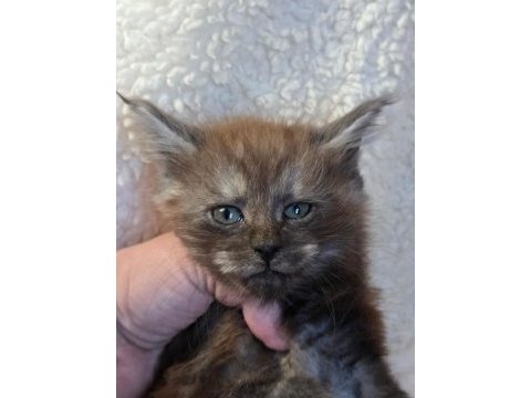 Black smoke erkek üst kaliteli maine coon