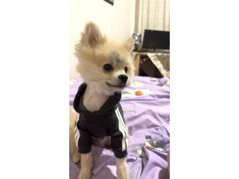 Erkek pomeranian tuvalet eğitimi var 1 yaşında