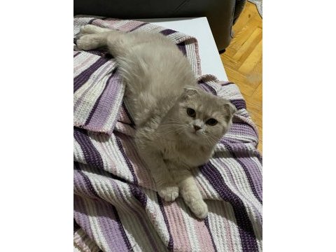 Sahibinden scottish fold