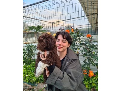 Mantar avcısı lagotto romagnolo yavrular
