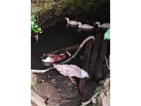 Renk renk pekin ördekleri