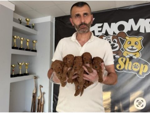 Türkiye’nin en güzel maltipoo yavruları ankara mağaza 
