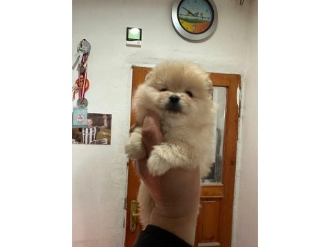 Pomeranian boo