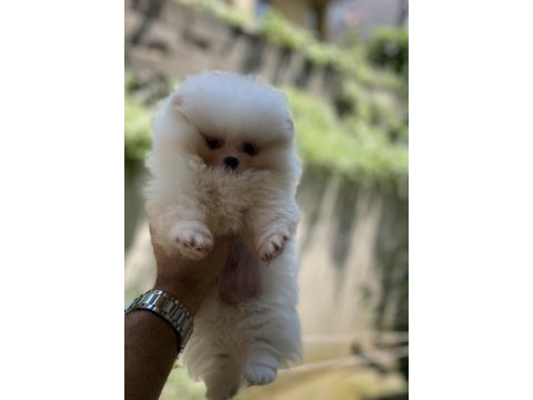 Üst segment sağlık ve ırk garantili pomeranian bebekler
