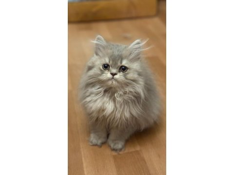 British longhair 3 aylık tuvalet eğitimi var