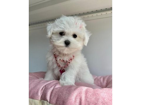 Tatlı tadında maltese terrier