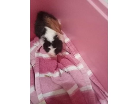 2 adet erkek guinea pig