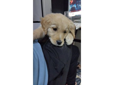 2 buçuk aylık golden retriever dişi
