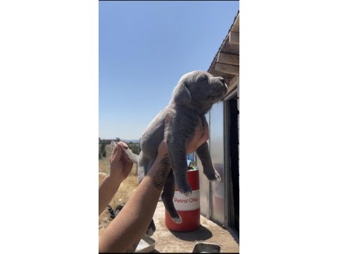 Cane corso yavrular