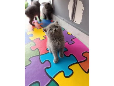 Safkan gri british shorthair bebişlerimiz