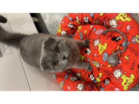Acil scottish fold kısır değil erkek sahiplendirme