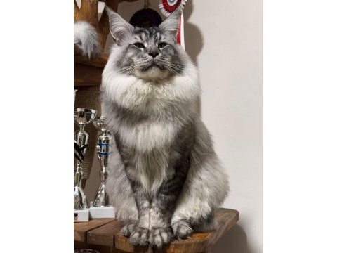 Türkiyenın en geniş referansına sahip kan hattı maine coon