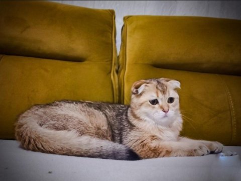 4 aylık scottish fold cinsi erkek yavru